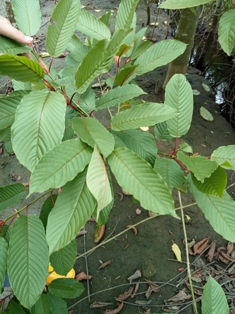 Mak Kratom - Indonesia Kratom